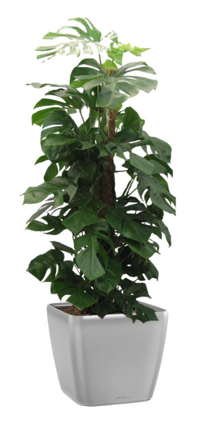 Potted Monstera Deliciosa House Plant in LECHUZA QUADRO LS Silver Metallic Self-watering Planter, Total Height 170 cm