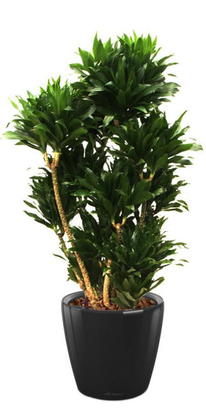 Potted Dracaena Fragrans Compacta House Plant in LECHUZA CLASSICO LS Black High Gloss Self-watering Planter, Total Height 105 cm