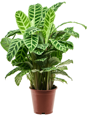 Showy Pin-Stripe Calathea zebrina Indoor House Plants W40 H(70-80) cm, Potsize D19 cm
