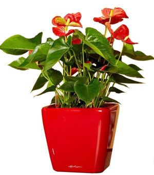 Potted Blooming Anthurium Andraeanum Scarlet House Plant in LECHUZA QUADRO LS Scarlet Red High Gloss Self-watering Planter, Total Height 50 cm