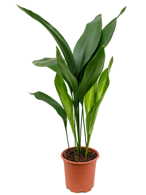 Shade-loving Cast Iron Plant Aspidistra elatior Indoor House Plants W30 H(70-80) cm, Potsize D17 cm