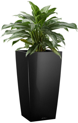 Potted Aglaonema Silver Bay House Plant in LECHUZA CUBICO Black High Gloss Self-watering Planter, Total Height 85 cm