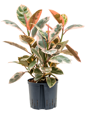 Ficus elastica \'Belize\' Rubber Plant W55 H(64-75) cm Live Plant, Potsize D22 cm