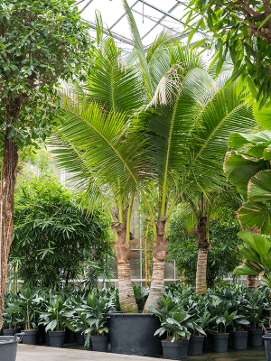 Tropical Coconut Cocos nucifera Tall Indoor House Plants Trees (425-475) W500 H(360-450) cm, Potsize D96 cm
