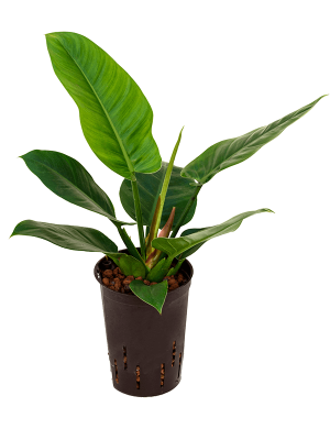 Philodendron \'Imperial Green\' Heart-Leaf W25 H(38-45) cm Live Plant, Potsize D15 cm