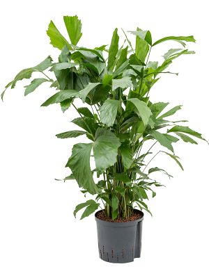 Caryota mitis Fishtail Palm W60 H(100-120) cm Live Plant, Potsize D22 cm
