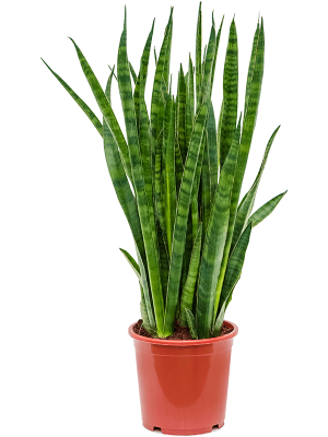 Easy-Care Snake Plant Sansevieria kirkii Indoor House Plants W30 H(50-60) cm, Potsize D17 cm