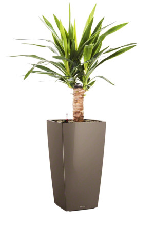 Potted Yucca House Plant in LECHUZA CUBICO Shiny Taupe Self-watering Planter, Total Height 70 cm