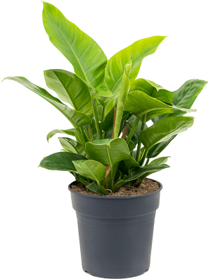 Lush Heart-Leaf Philodendron `Imperial Green\' Indoor House Plants W80 H(60-70) cm, Potsize D27 cm