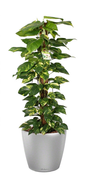 Potted Epipremnum aureum Golden Pothos House Plant in LECHUZA CLASSICO LS Silver Metallic Self-watering Planter, Total Height 160 cm