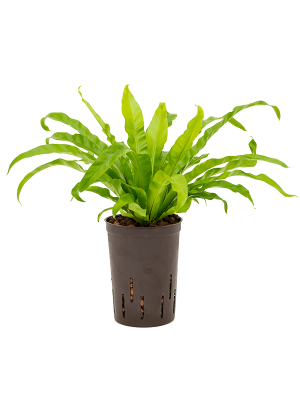 Asplenium antiquum Birds Nest Fern W20 H(30-35) cm Live Plant, Potsize D15 cm