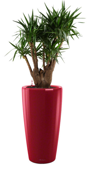 Potted Yucca House Plant in LECHUZA RONDO Scarlet Red High Gloss Self-watering Planter, Total Height 180 cm
