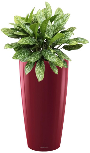 Potted Aglaonema Stripes House Plant in LECHUZA RONDO Scarlet Red High Gloss Self-watering Planter, Total Height 80 cm