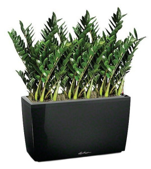 Potted Zamioculcas Green Wall House Plant in LECHUZA CARARO Black High Gloss Self-watering Planter, Total Height 110 cm