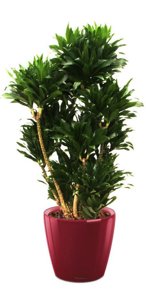Potted Dracaena Fragrans Compacta House Plant in LECHUZA CLASSICO LS Scarlet Red High Gloss Self-watering Planter, Total Height 105 cm