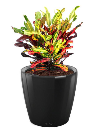 Potted Codiaeum Mammy House Plant in LECHUZA CLASSICO LS Black High Gloss Self-watering Planter, Total Height 45 cm