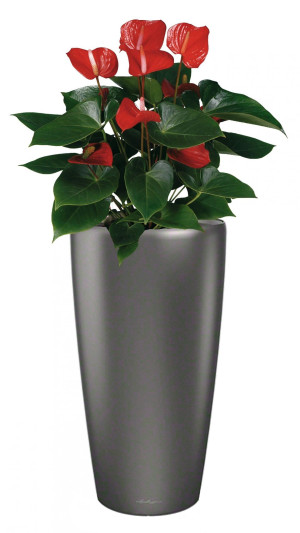 Potted Blooming Anthurium Andraeanum House Plant in LECHUZA RONDO Charcoal Metallic Self-watering Planter, Total Height 100 cm