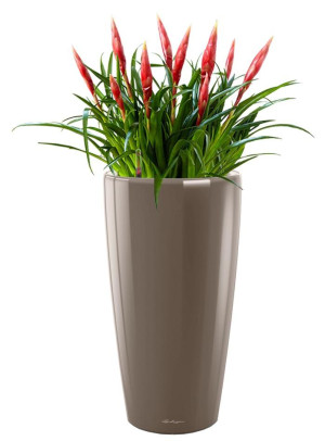 Potted Blooming Vriesea Astrid House Plant in LECHUZA RONDO Shiny Taupe Self-watering Planter, Total Height 90 cm