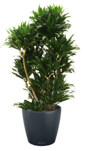 Potted Dracaena Fragrans Compacta House Plant in LECHUZA CLASSICO Color Slate Self-watering Planter, Total Height 110 cm