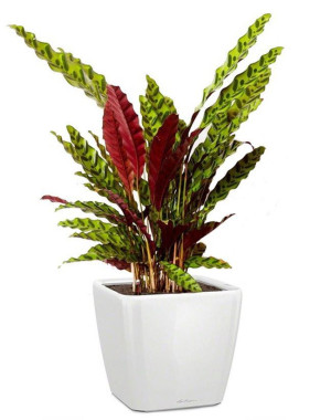 Potted Calathea Lancifolia House Plant in LECHUZA QUADRO LS White High Gloss Self-watering Planter, Total Height 65 cm