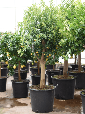 Cheerful Citrus (Citrofortunella) kumquat Tall Indoor House Plants Trees W110 H(140-180) cm, Potsize D60 cm