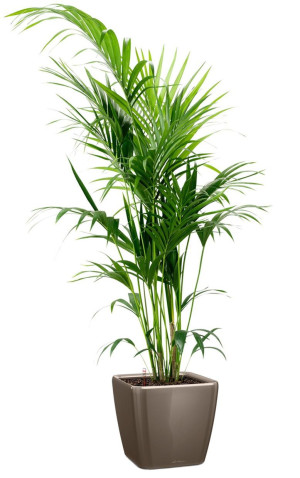 Potted Howea Forsteriana House Plant in LECHUZA QUADRO LS Shiny Taupe Self-watering Planter, Total Height 160 cm
