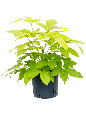 Schefflera actinophylla \'Golden Amate\' Umbrella Tree W45 H(70-80) cm Live Plant, Potsize D22 cm