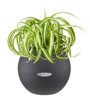 Potted Chlorophytum Bonnie House Plant in LECHUZA-PURO Slate Self-watering Planter, Total Height 30 cm