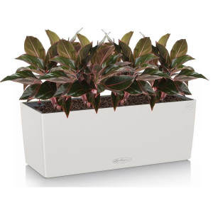 Potted Aglaonema Crete House Plant in LECHUZA BALCONERA Color Light Grey Self-watering Planter, Total Height 45 cm