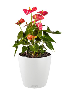 Potted Blooming Anthurium Andraeanum House Plant in LECHUZA CLASSICO Color White Self-watering Planter, Total Height 45 cm
