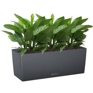 Potted Aglaonema Stripes House Plant in LECHUZA BALCONERA Color Slate Self-watering Planter, Total Height 45 cm