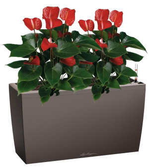 Potted Blooming Anthurium Andraeanum Mix House Plant in LECHUZA CARARO Espresso Metallic Self-watering Planter, Total Height 80 cm