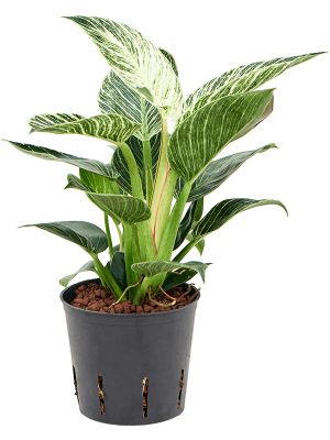 Philodendron \'White Wave\' Heart-Leaf W15 H(21-25) cm Live Plant, Potsize D13 cm