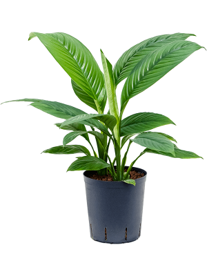 Peace Lily Spathiphyllum \'Sensation\' W35 H50 cm
