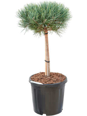 Pinus sylvestris \'Watereri\' W50 H(80-90) cm, Potsize D30 cm