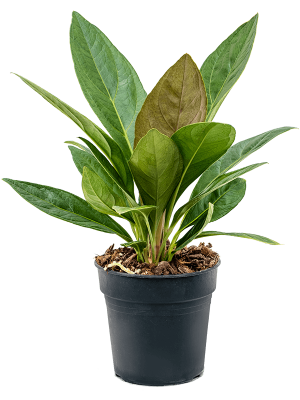 Lush Flamingo Flower Anthurium elipticum \'Jungle\' hybriden Indoor House Plants W35 H(38-45) cm, Potsize D17 cm