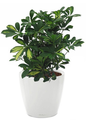 Potted Schefflera House Plant in LECHUZA CLASSICO LS White High Gloss Self-watering Planter, Total Height 60 cm