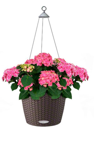 Potted Blooming Hydrangea House Plant in LECHUZA NIDO Cottage Mocha Self-watering Planter, Total Height 80 cm
