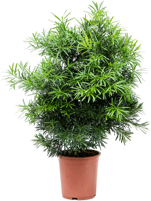 Lush Kusamaki Podocarpus macrophyllus Indoor House Plants W60 H(90-110) cm, Potsize D30 cm