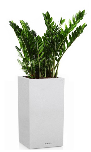 Potted Zamioculcas House Plant in LECHUZA Canto Stone High Quartz White Self-watering Planter, Total Height 110 cm