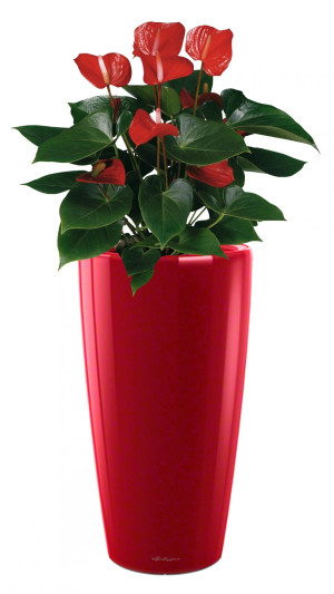Potted Blooming Anthurium Andraeanum House Plant in LECHUZA RONDO Scarlet Red High Gloss Self-watering Planter, Total Height 100 cm