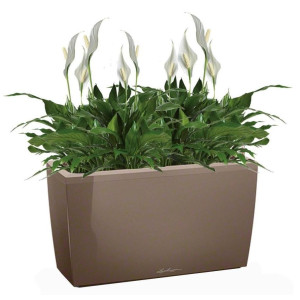 Potted Blooming Spathiphyllum Chopin House Plant in LECHUZA CARARO Shiny Taupe Self-watering Planter, Total Height 70 cm
