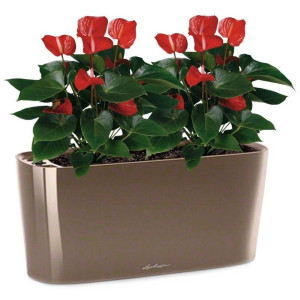 Potted Blooming Anthurium Andraeanum Scarlet House Plant in LECHUZA DELTA Shiny Taupe Self-watering Planter, Total Height 45 cm