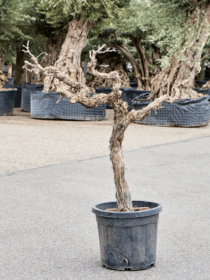 Vitis vinifera (100-140) W70 H(100-120) cm, Potsize D43 cm
