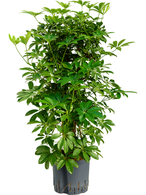 Schefflera arboricola \'Compacta\' Umbrella Tree W40 H(80-90) cm Live Plant, Potsize D22 cm