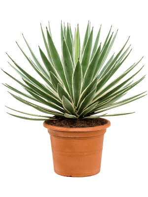 Striking Variegated Caribbean Agave angustifolia Indoor House Plants W80 H(80-90) cm, Potsize D30 cm
