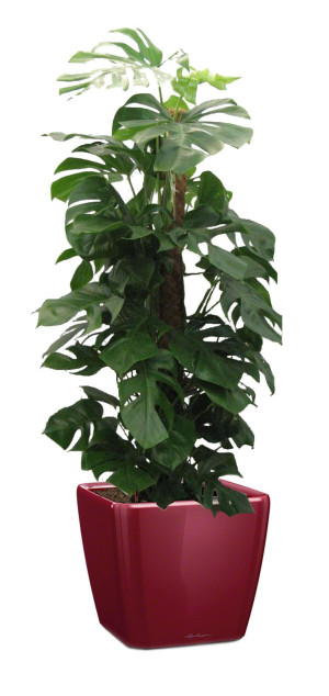 Potted Monstera Deliciosa House Plant in LECHUZA QUADRO LS Scarlet Red High Gloss Self-watering Planter, Total Height 170 cm