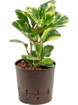 Peperomia \'USA\' W20 H(30-35) cm Live Plant, Potsize D13 cm