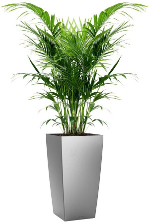 Potted Howea Forsteriana House Plant in LECHUZA CUBICO Silver Metallic Self-watering Planter, Total Height 150 cm