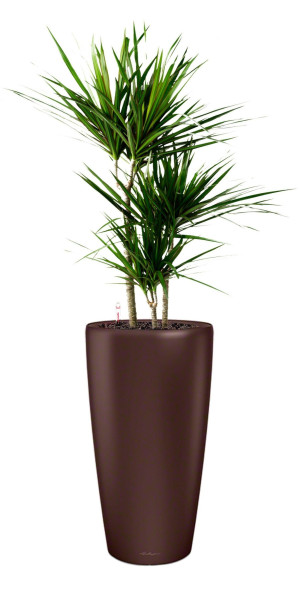 Potted Dracaena Marginata House Plant in LECHUZA RONDO Espresso Metallic Self-watering Planter, Total Height 140 cm